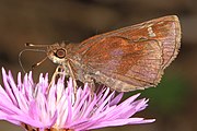 Adult, ventral view of wings.