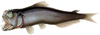 Coccorella atrata sabertooth fish