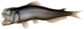 Image 22Most of the rest of the mesopelagic fishes are ambush predators, such as this sabertooth fish. The sabertooth uses its telescopic, upward-pointing eyes to pick out prey silhouetted against the gloom above. Their recurved teeth prevent a captured fish from backing out. (from Pelagic fish)