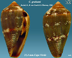 Description de l'image Conus grahami 1.jpg.