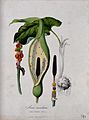 Cuckoo-pint (Arum maculatum)