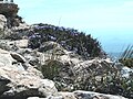 Graell de Roca Alta, Montsec