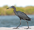 Garza azul (Egretta caerulea)