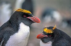 Macaroni penguin (Eudyptes chrysolophus)