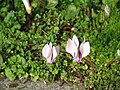 Cyclamen hederifolium first flowers