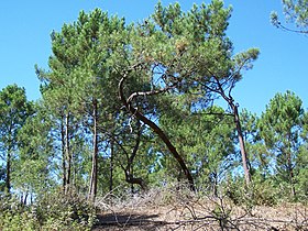 Image illustrative de l’article Forêt domaniale de la Coubre