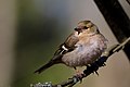 Common chaffinch (female)
