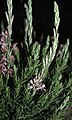 Gaura coccinea at night, Santa Cruz.