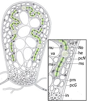 Célula de Geosiphon pyriforme com Nostoc sp. no seu interior.