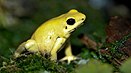 Phyllobates terribilis.