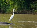 Grande aigrette (Sabah, Malaisie).