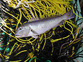 Great northern tilefish, Lopholatilus chamaeleonticeps