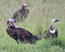 Lappet-faced vultures (left) and a white-backed vulture