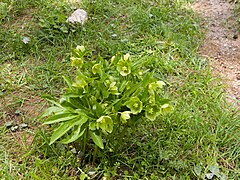 Description de l'image Helleborus cyclophyllus.jpg.