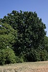 Eiche (Quercus robur)