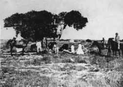The original "Investigator Tree" on Sweers Island in 1871