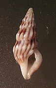 Iredalea inclinata