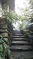 Cloud forest displaying alpine plants