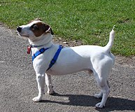 A Jack Russell terrier wearing a dog harness