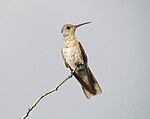 Colibrí anteado