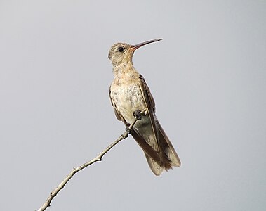Buffy hummingbird, by Wilfredor