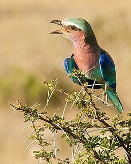 Сиворакша рожевовола (Coracias caudatus)