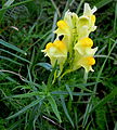 Linaria vulgaris