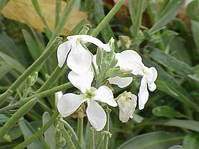 Matthiola incana