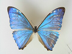 西風閃蝶 Morpho zephyritis