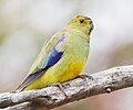 Blue-winged parrot