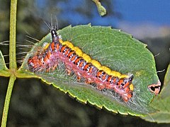 Half-grown caterpillar of Acronicta psi feeding on Rosa canina