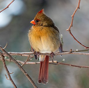 Northern cardinal, female, by Rhododendrites