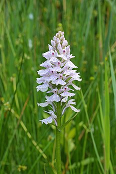 Inflorescence d'orchis tacheté. (définition réelle 2 869 × 4 303)