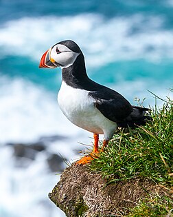 Fradinho (Fratercula arctica) em Latrabjarg, Islândia. (definição 2 037 × 2 546)