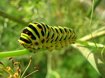 La chenille du papillon machaon (Papilio machaon). (définition réelle 2 048 × 1 536*)