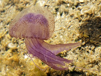 Pelagia noctiluca, by Hans Hillewaert