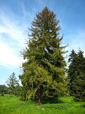 Kuollut koyamankuusi Chèvreloupin arboretumissa Rocquencourtissa Ranskassa