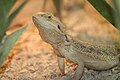 Pogona vitticeps