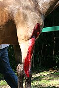 Blessure résultant d'une partie de polo