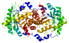 Modello tridimensionale dell'enzima