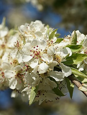 Flores de P. amygdaliformis na Itália