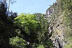 Rotbuche in der Kundler Klamm