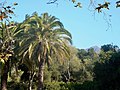 Northerly view of a Santa Ynez peak from the park.