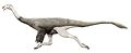 Saltillomimus