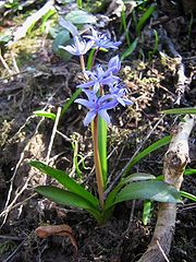 scille à deux feuilles (Scilla bifolia).