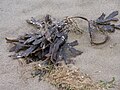 Fucus indéterminé en laisse de mer (Phaeophyceae, Fucales)