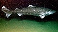 Greenland shark