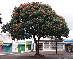 Spathodea campanulata, o tulipeiro-africano.