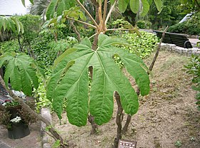 Tetrapanax papyrifer