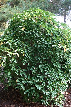 Description de l'image Trochodendron-aralioides-total.JPG.